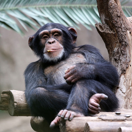 Chimpanzees Sound Greeting Card