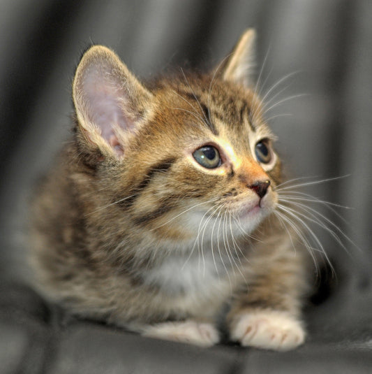 Cute Kitten Sound Greeting Card