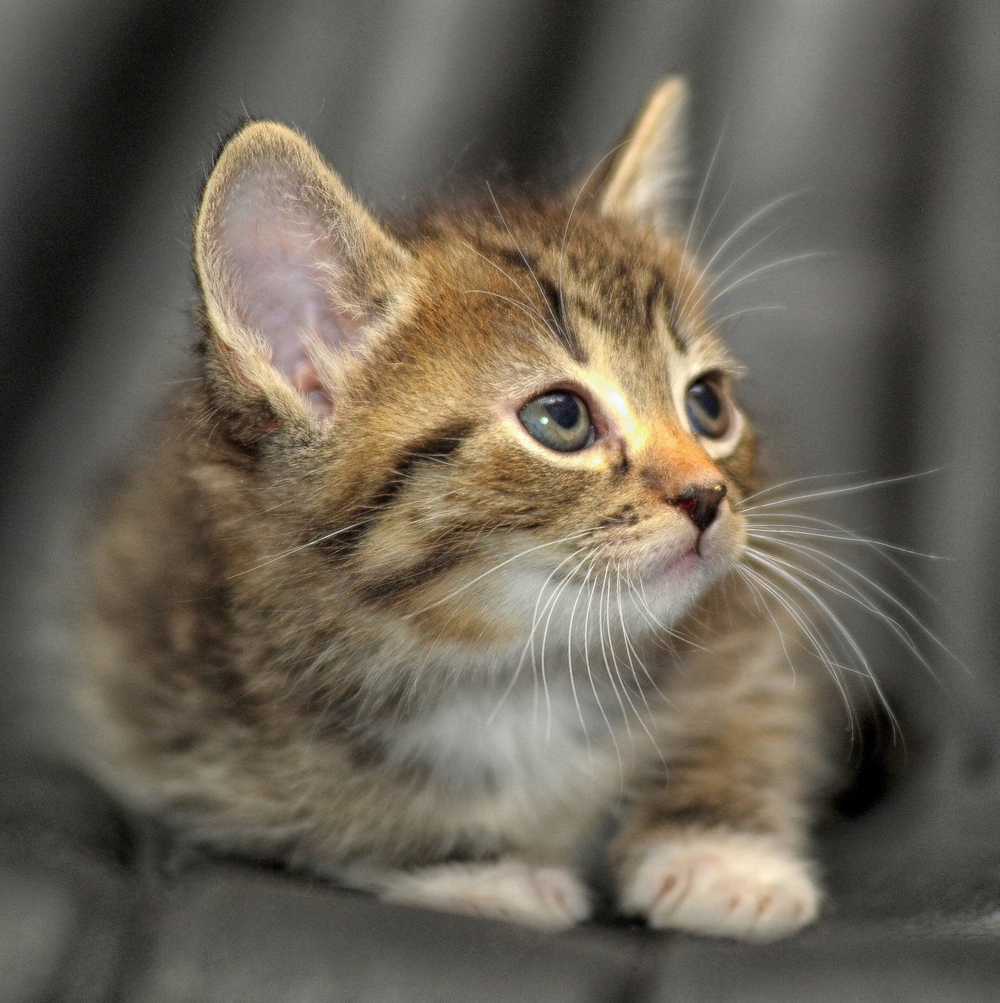 Cute Kitten Sound Greeting Card