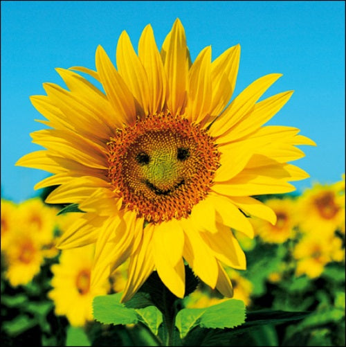 Sunny Sunflower Framed Photo Art Greeting Card