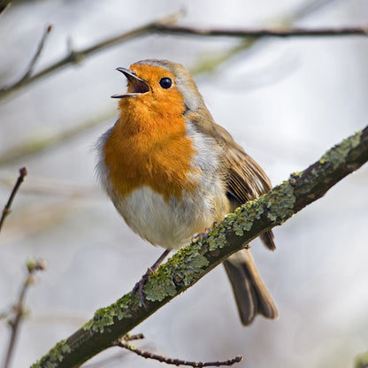 British Birds Red Robin Sound Greeting Card