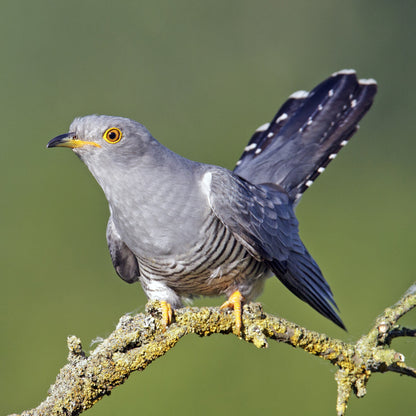 British Birds Cuckoo Sound Greeting Card