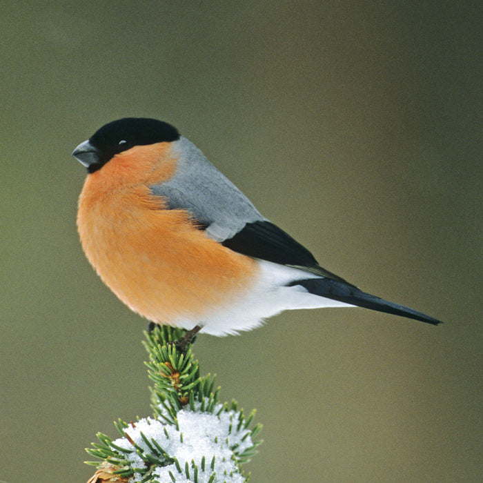 British Birds Bullfinch Sound Greeting Card
