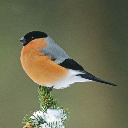 British Birds Bullfinch Sound Greeting Card