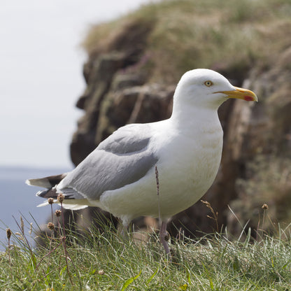 British Birds Seagull Sound Greeting Card