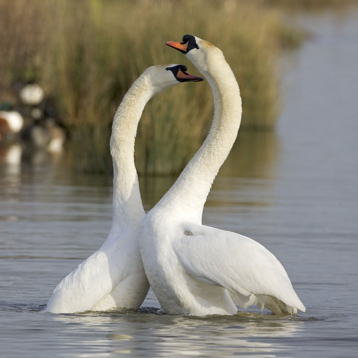 British Birds Swan Sound Greeting Card