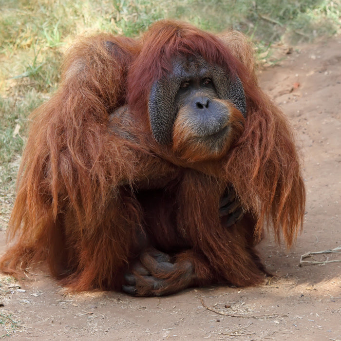 Endangered Wildlife Orangutan Sound Greeting Card