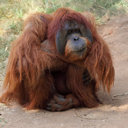 Endangered Wildlife Orangutan Sound Greeting Card