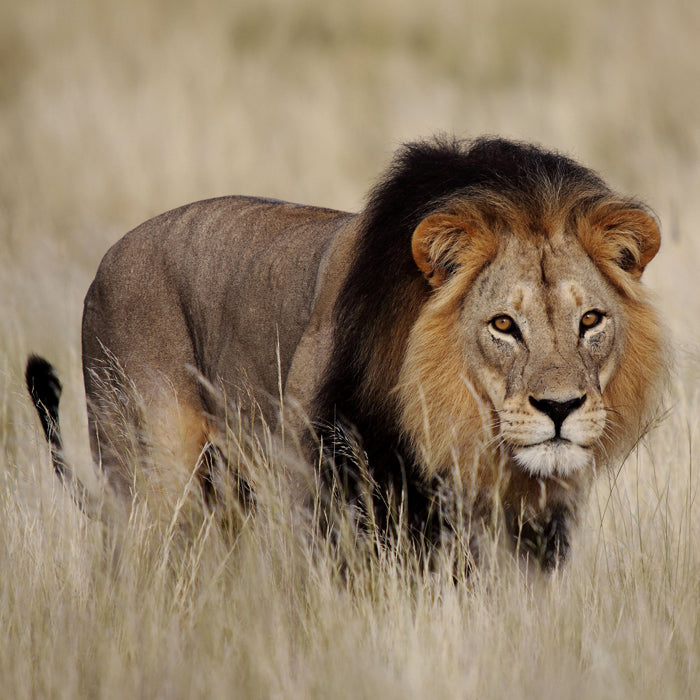 Endangered Wildlife Lion Sound Greeting Card
