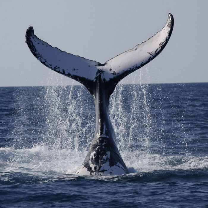 Endangered Wildlife Whale Sound Greeting Card