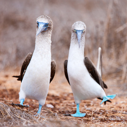 Endangered Wildlife Blue Footed Booby Sound Greeting Card