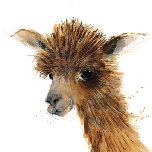 Alpaca Animal Magic Square Art Greeting Card Blank Inside