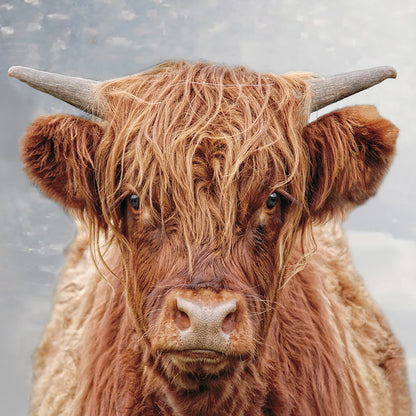 Pack of 8 Highland Cow Mini Charity Christmas Cards