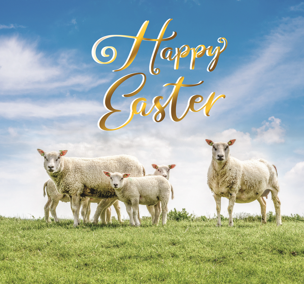 Sheep & Lambs Eating Grass Photographic Easter Greeting Card