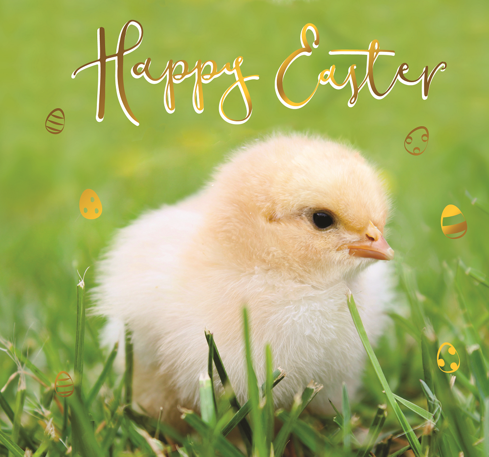 Happy Easter Cute Chick Photographic Easter Greeting Card