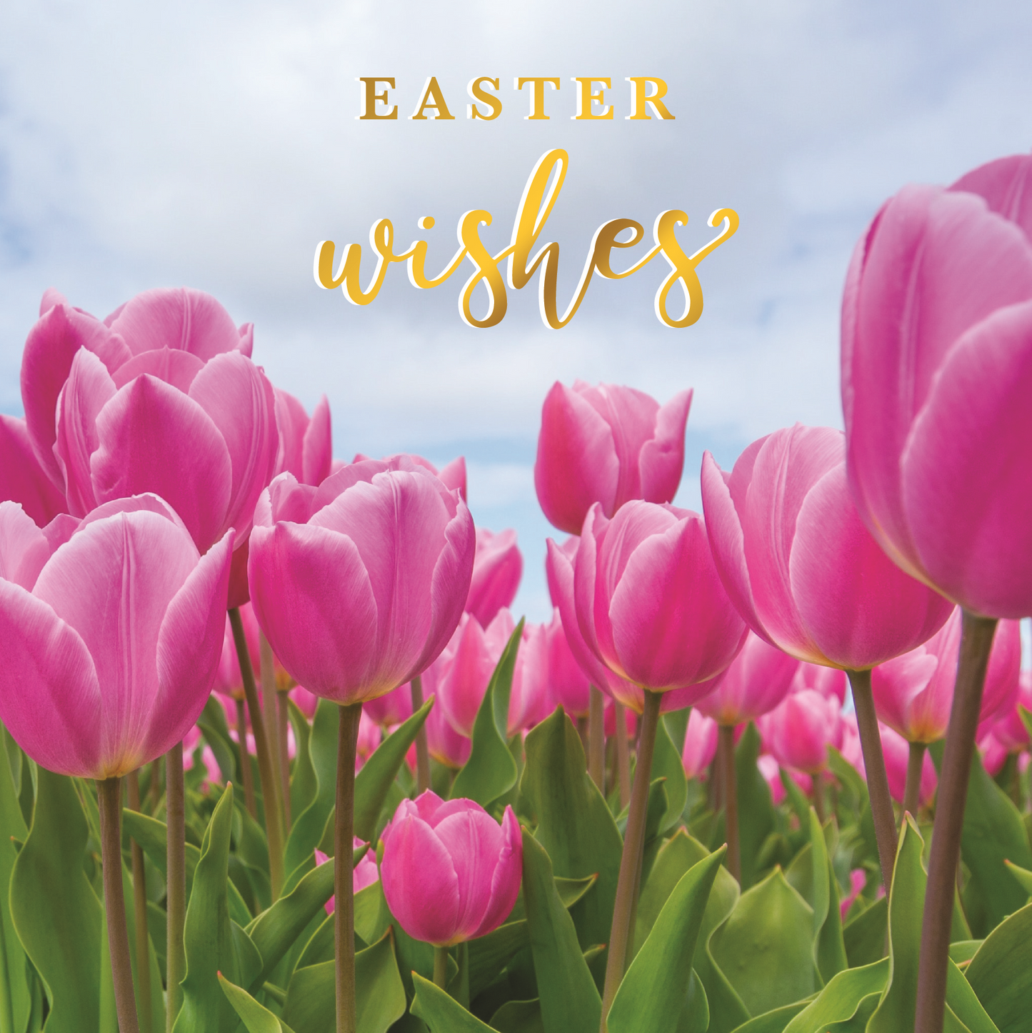 Easter Wishes Tulip Field Photographic Easter Greeting Card