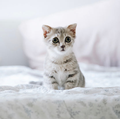 Adorable Cute Sad Kitten Blank Photo Greeting Card