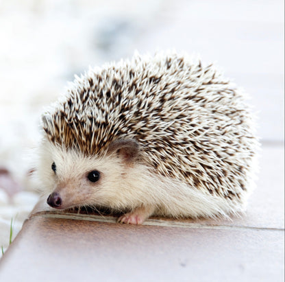 Adorable Cute Hedgehog Blank Photo Greeting Card