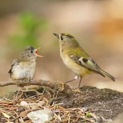 British Birds Goldcrest Sound Greeting Card