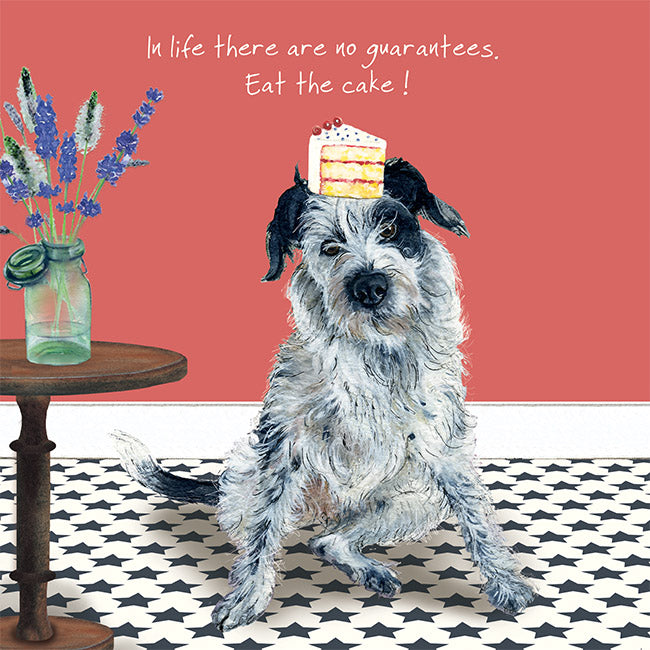 Border Collie Eat Cake Little Dog Laughed Greeting Card