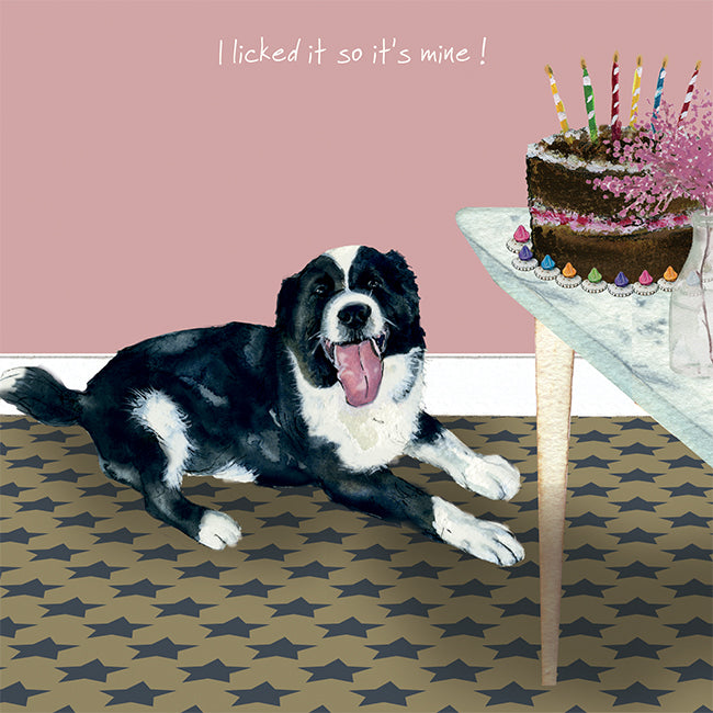 Border Collie Licked! Little Dog Laughed Greeting Card