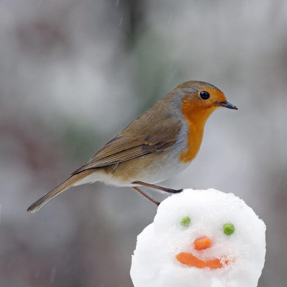 Robin In Snow Singing Sound Christmas Card