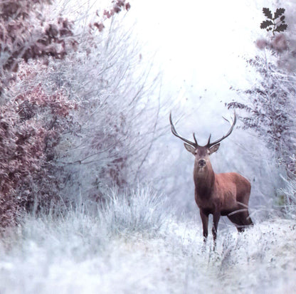 National Trust Birds & Wildlife Box Of 20 Charity Christmas Cards