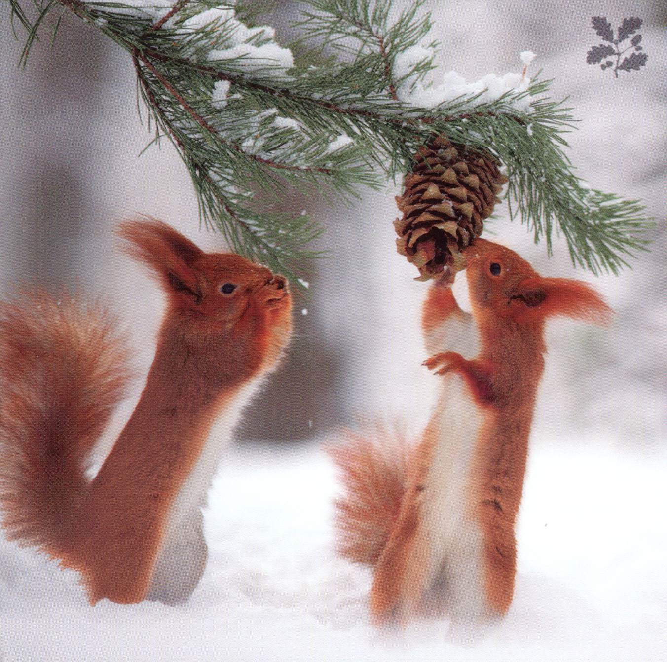 National Trust Birds & Wildlife Box Of 20 Charity Christmas Cards
