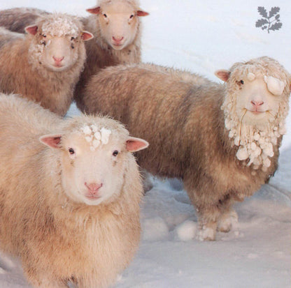 National Trust Birds & Wildlife Box Of 20 Charity Christmas Cards