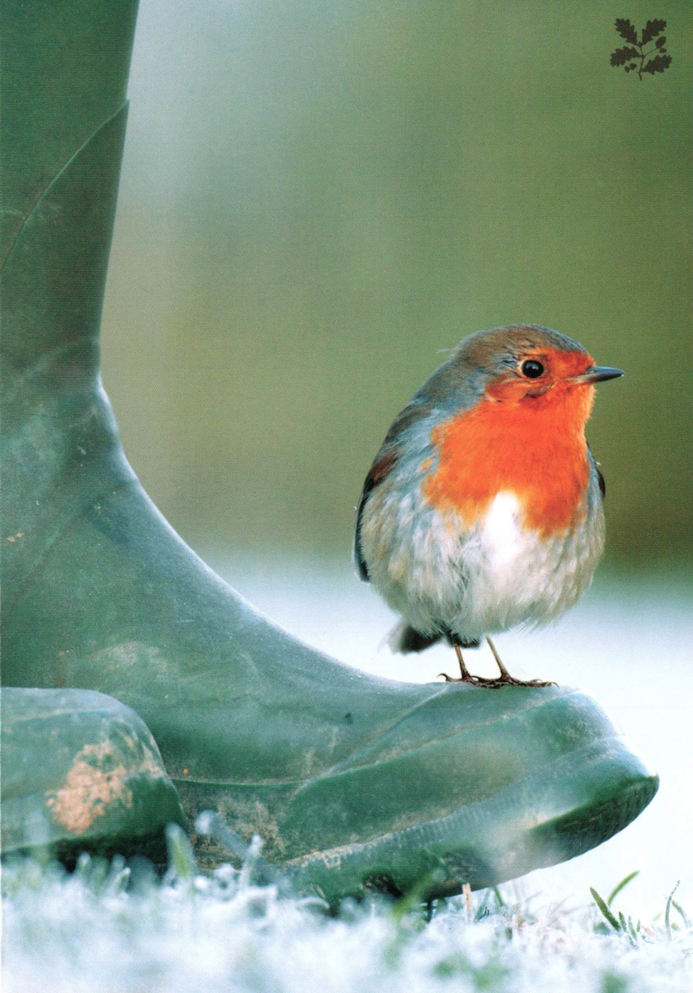 National Trust Birds & Wildlife Box Of 20 Charity Christmas Cards