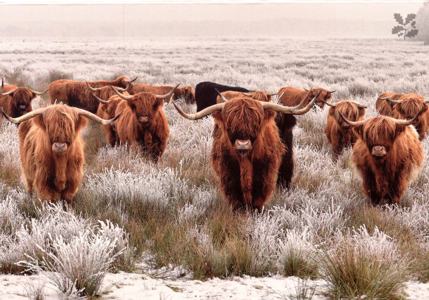 National Trust Birds & Wildlife Box Of 20 Charity Christmas Cards