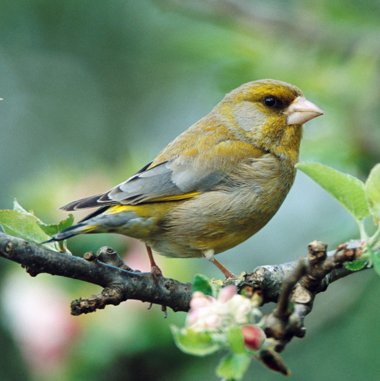 Twittering Greenfinch Sound Greeting Card