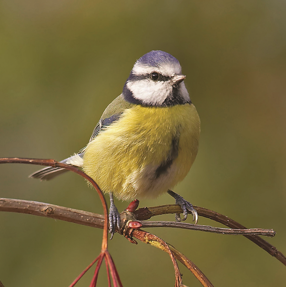 Colourful Blue Tit Sound Greeting Card