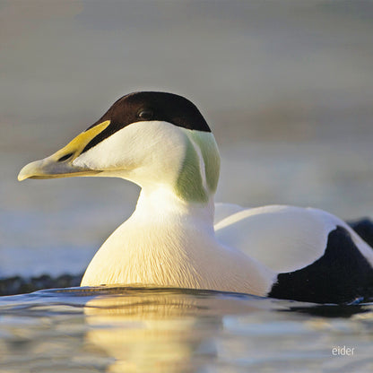 British Birds Eider Duck Sound Greeting Card