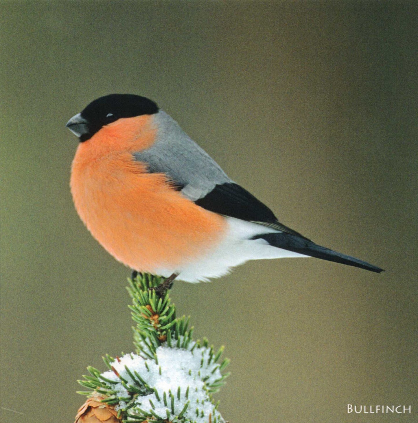 British Birds Bullfinch Sound Greeting Card