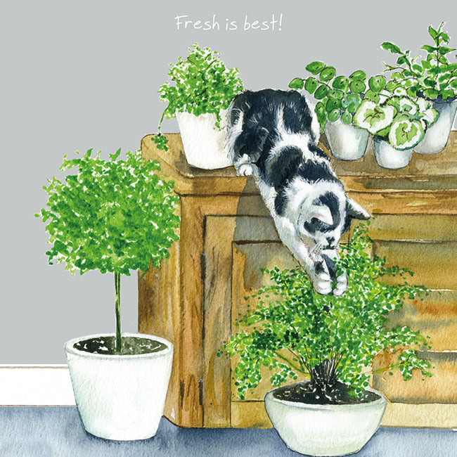 Fresh Is Best Little Dog Laughed Greeting Card