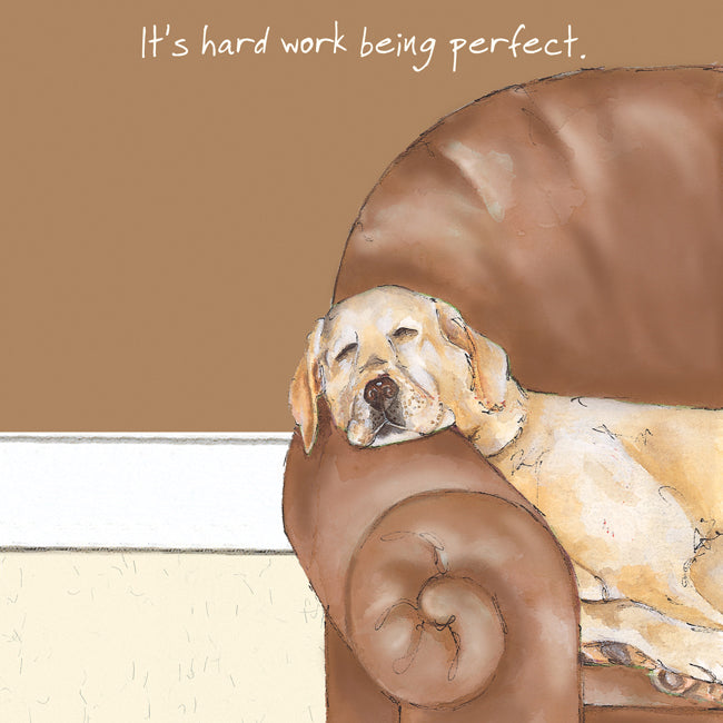 Hard Work Being Perfect Little Dog Laughed Greeting Card