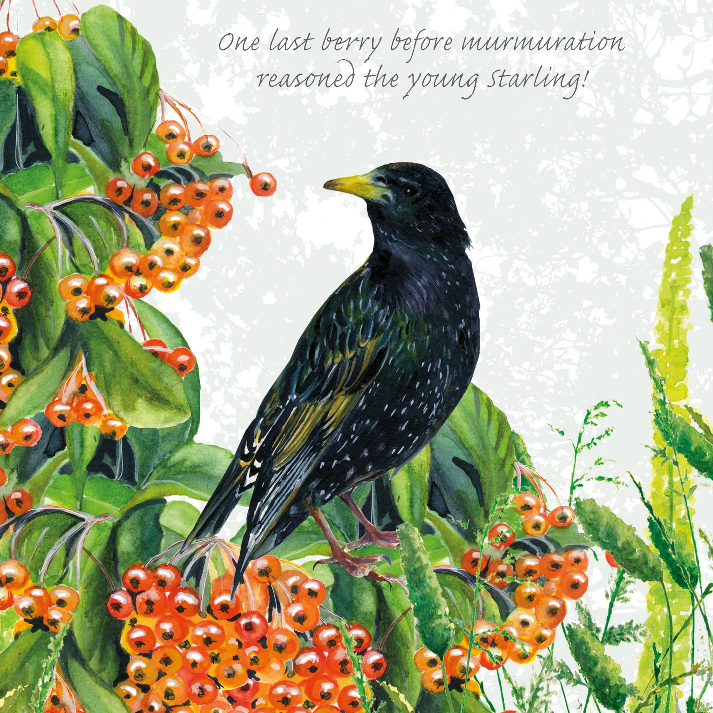 Tuppence A Bag Starling One Last Berry Bird Themed Bird Art Greeting Card