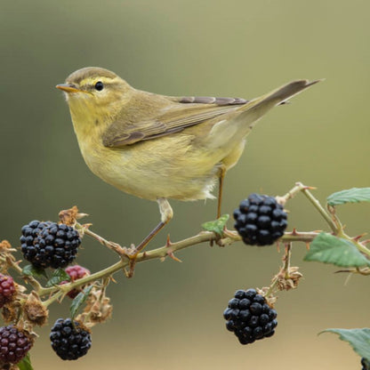 British Birds Willow Warbler Sound Greeting Card