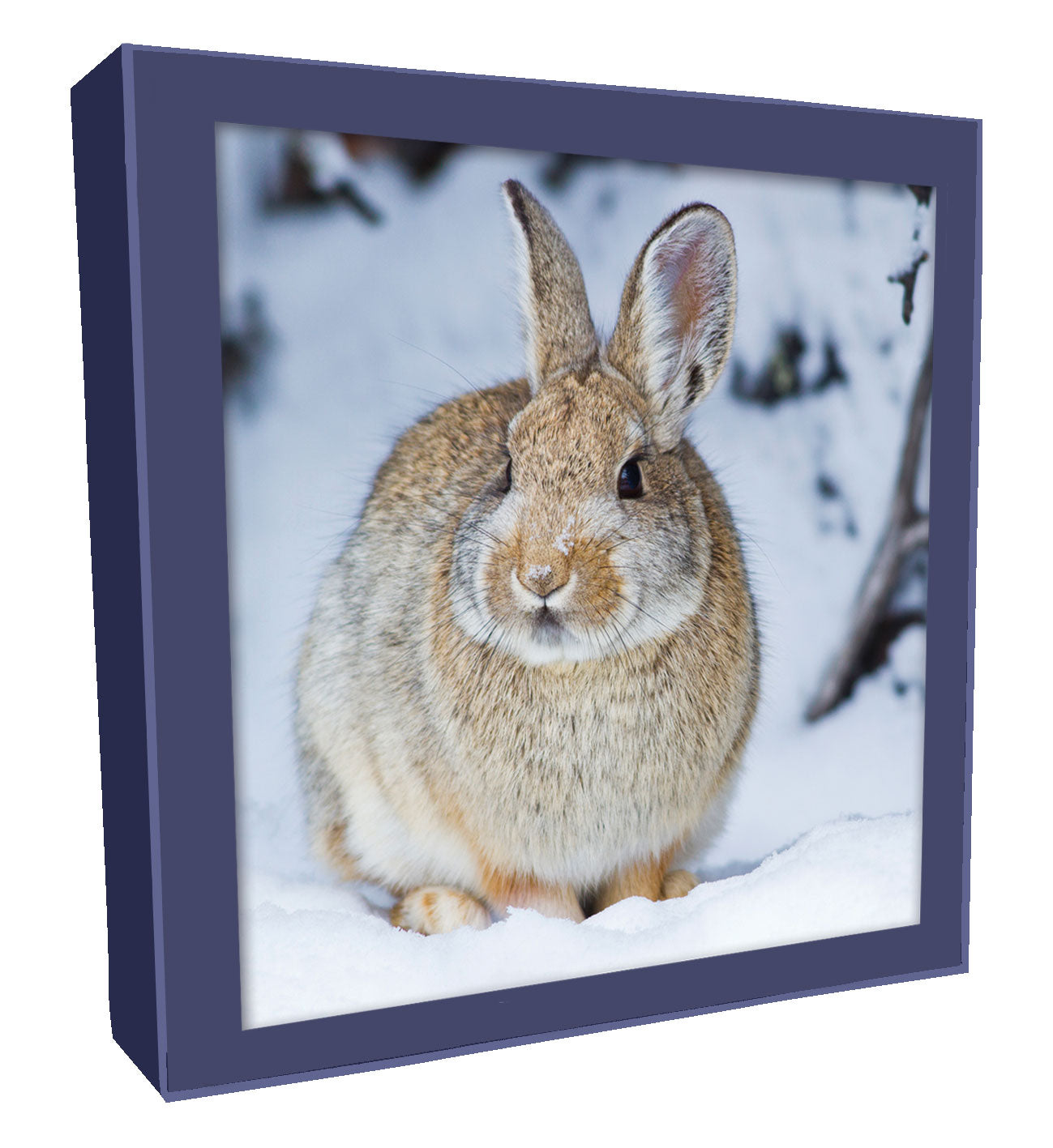 Box of 8 Photographic Rabbit & Deer Christmas Cards