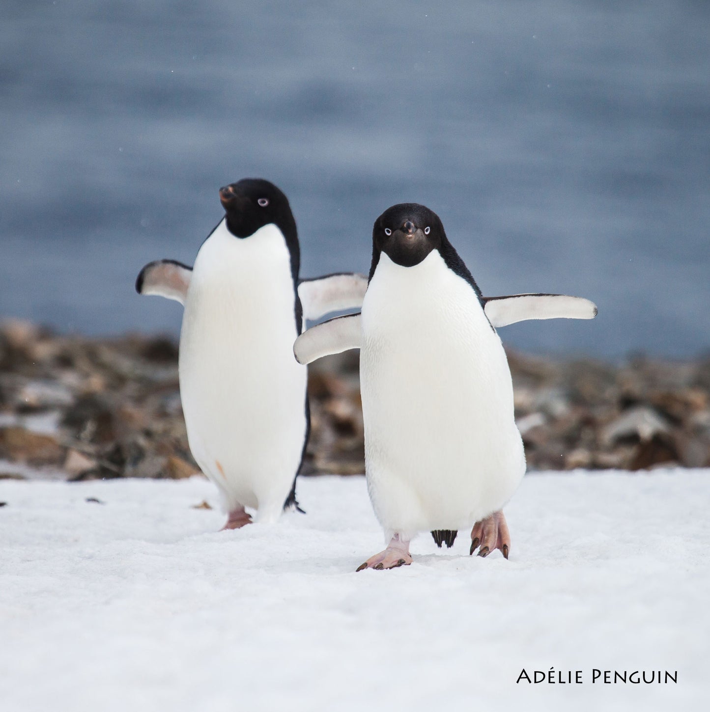 Adelie Penguins Animal Sound Christmas Card