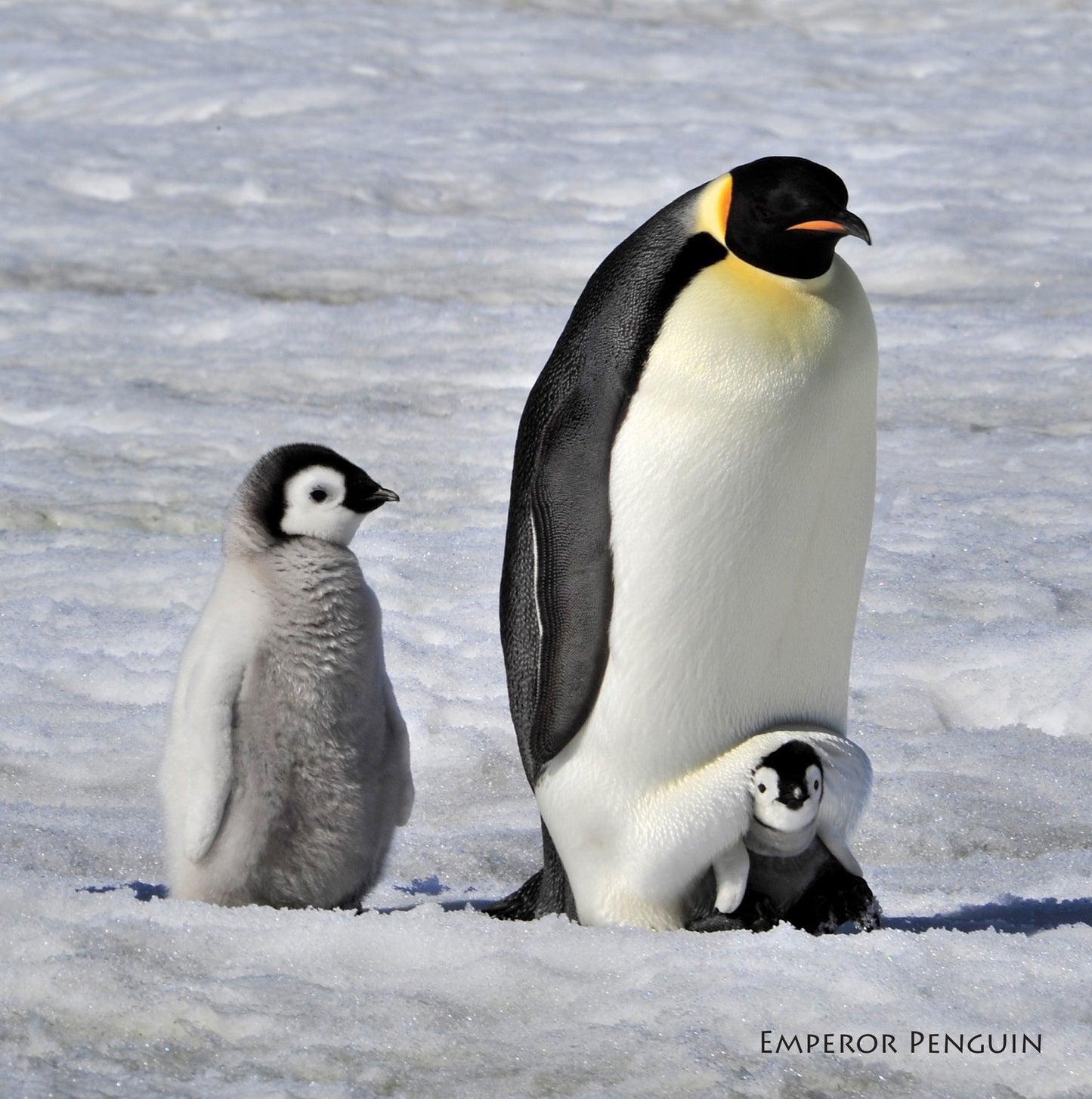 Emperor Penguins Animal Sound Christmas Card
