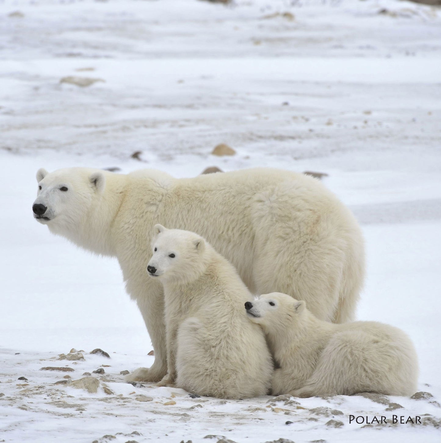 Artic Polar Bear Roaring Sound Christmas Card