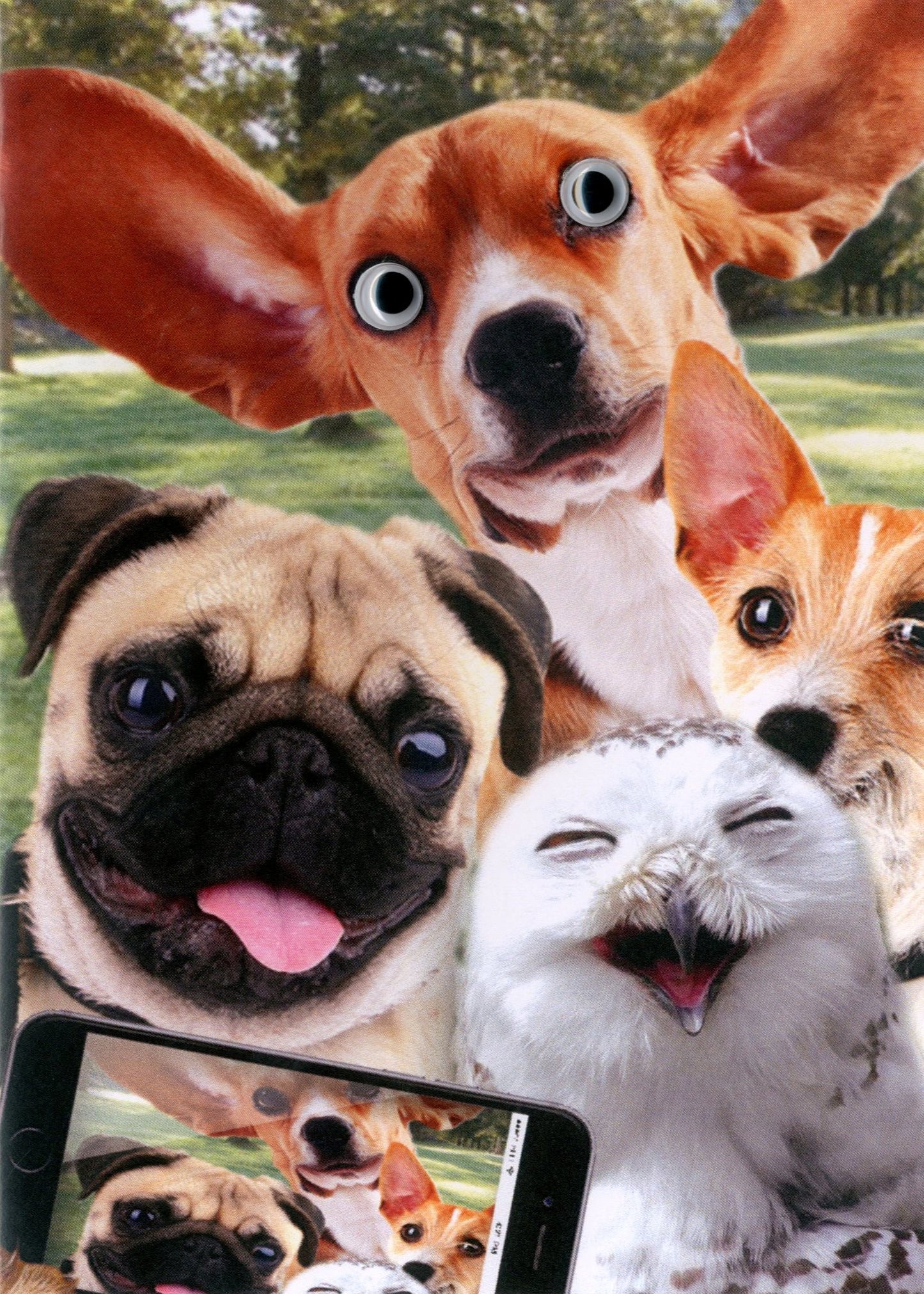 Cats & Dogs Photo Any Occasion Greeting Card