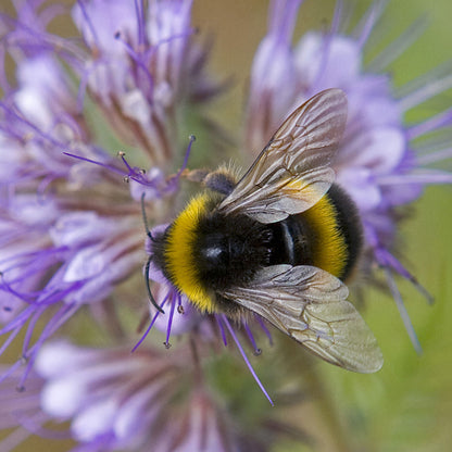 Hidden Nature Bumble Bee Sound Greeting Card