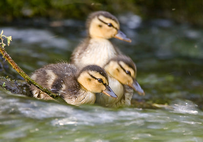 Adorable Cute Ducklings Sound Greeting Card