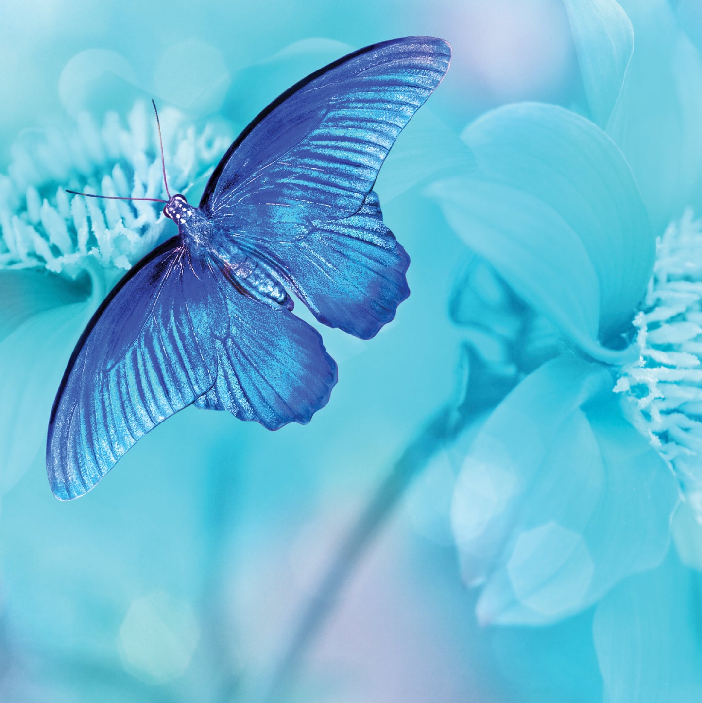 Blue Butterfly Blank Any Occasion Greeting Card