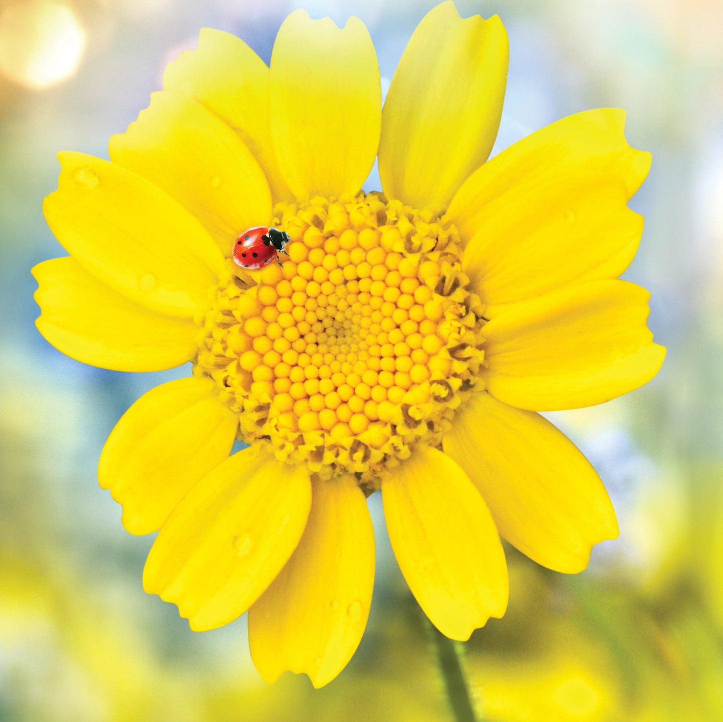 Yellow Flower With Lady Bird Blank Any Occasion Greeting Card