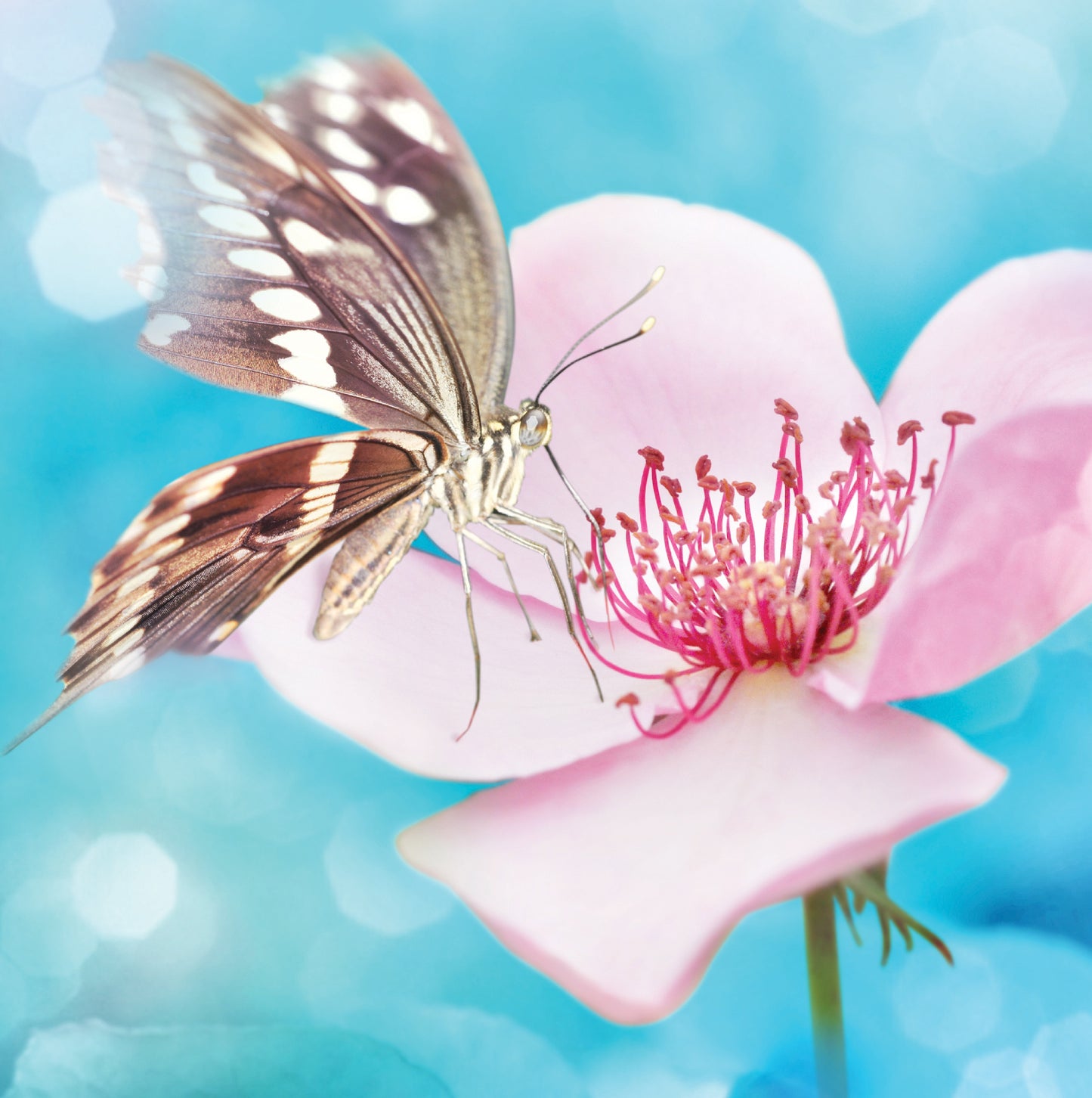 Pink Flower With Butterfly Blank Any Occasion Greeting Card