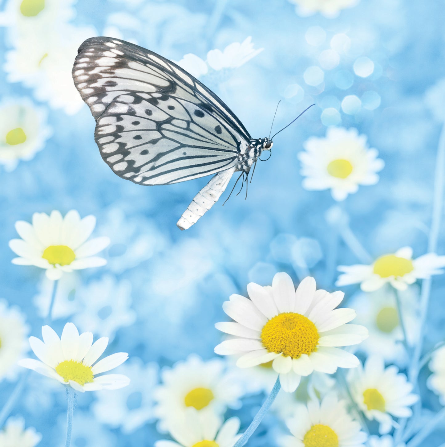 Butterfly And Daisies  Blank Any Occasion Greeting Card